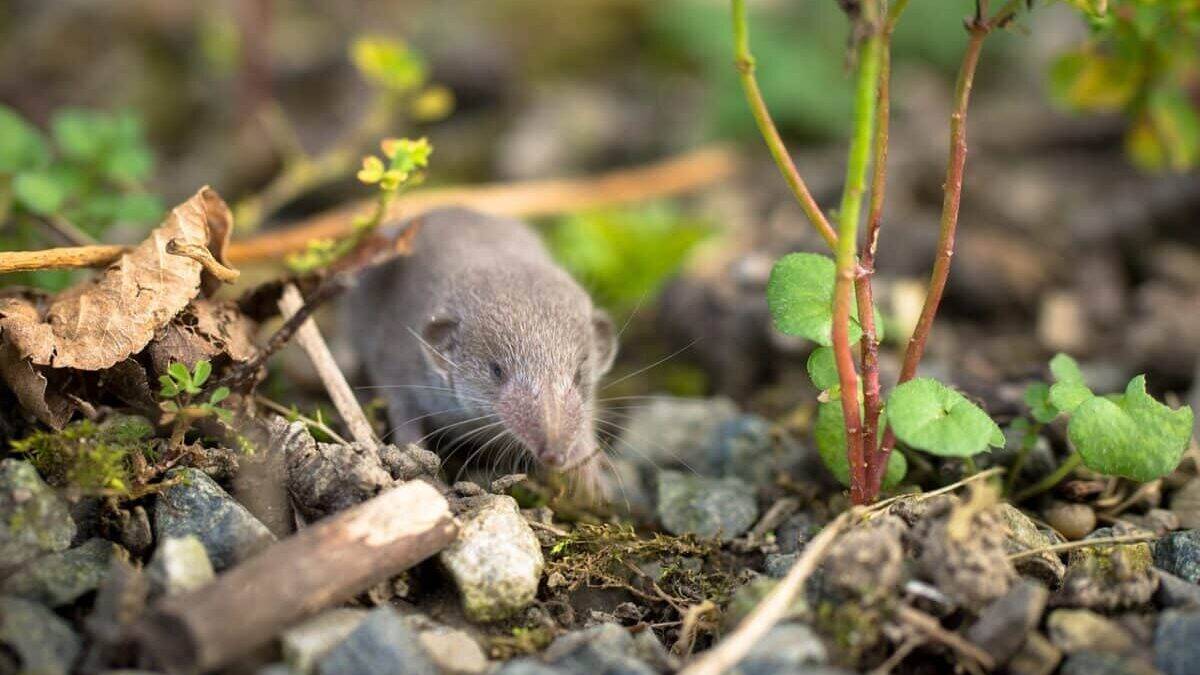 bicolored shrew