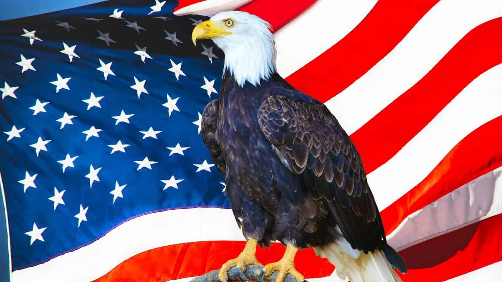 american eagle flying over us flag