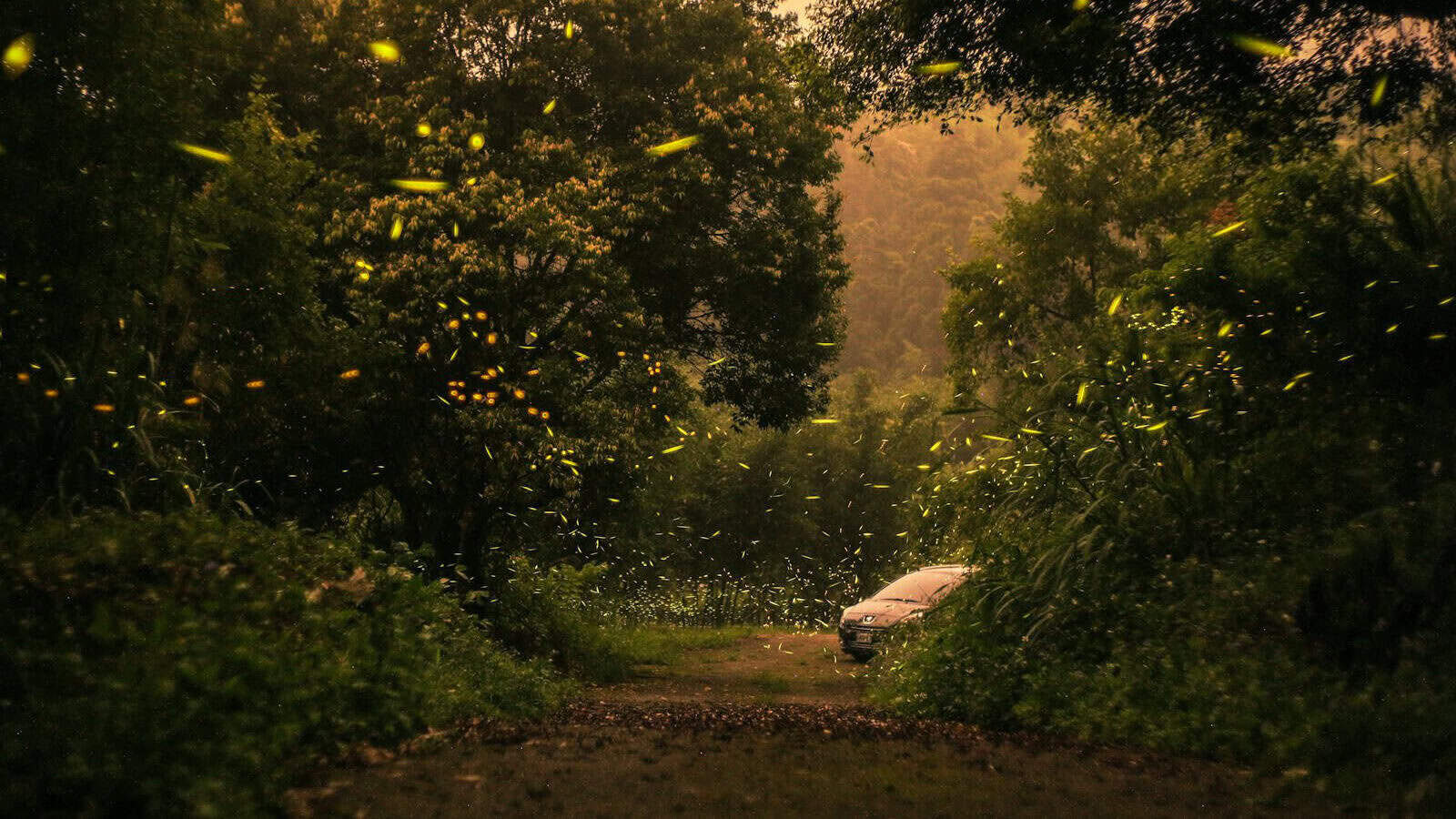 green trees and plants during daytime