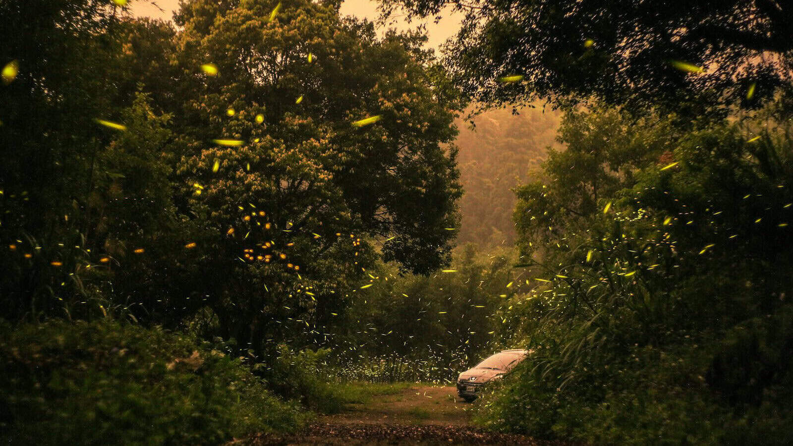 green trees and plants during daytime