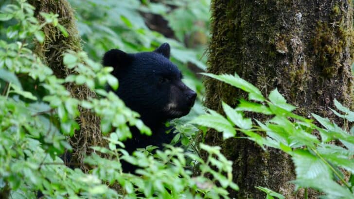 How Reforestation Is Bringing Wildlife Back to Appalachia