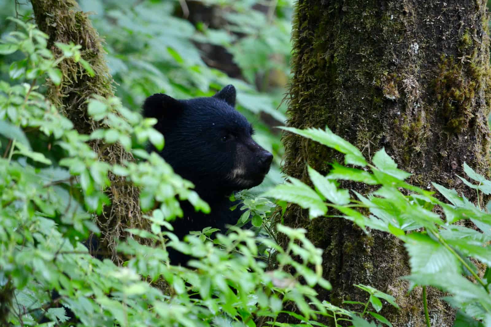 How Reforestation Is Bringing Wildlife Back to Appalachia - Animals Around The Globe