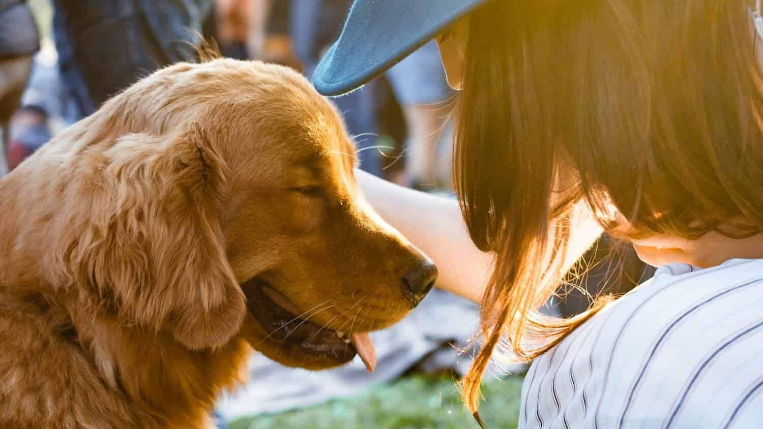 closeup photography of woman holding adult golden retriever
