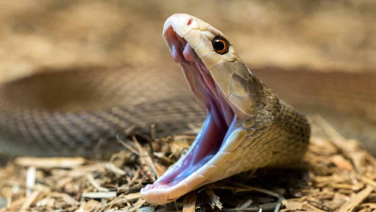 Snake opens its mouth, ready to strike.