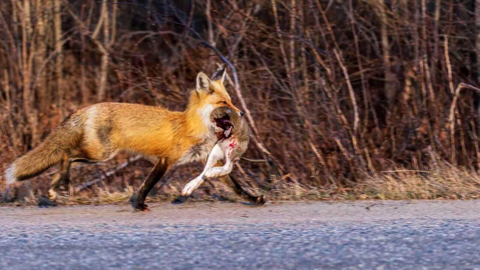 a red fox running across a road with its mouth open