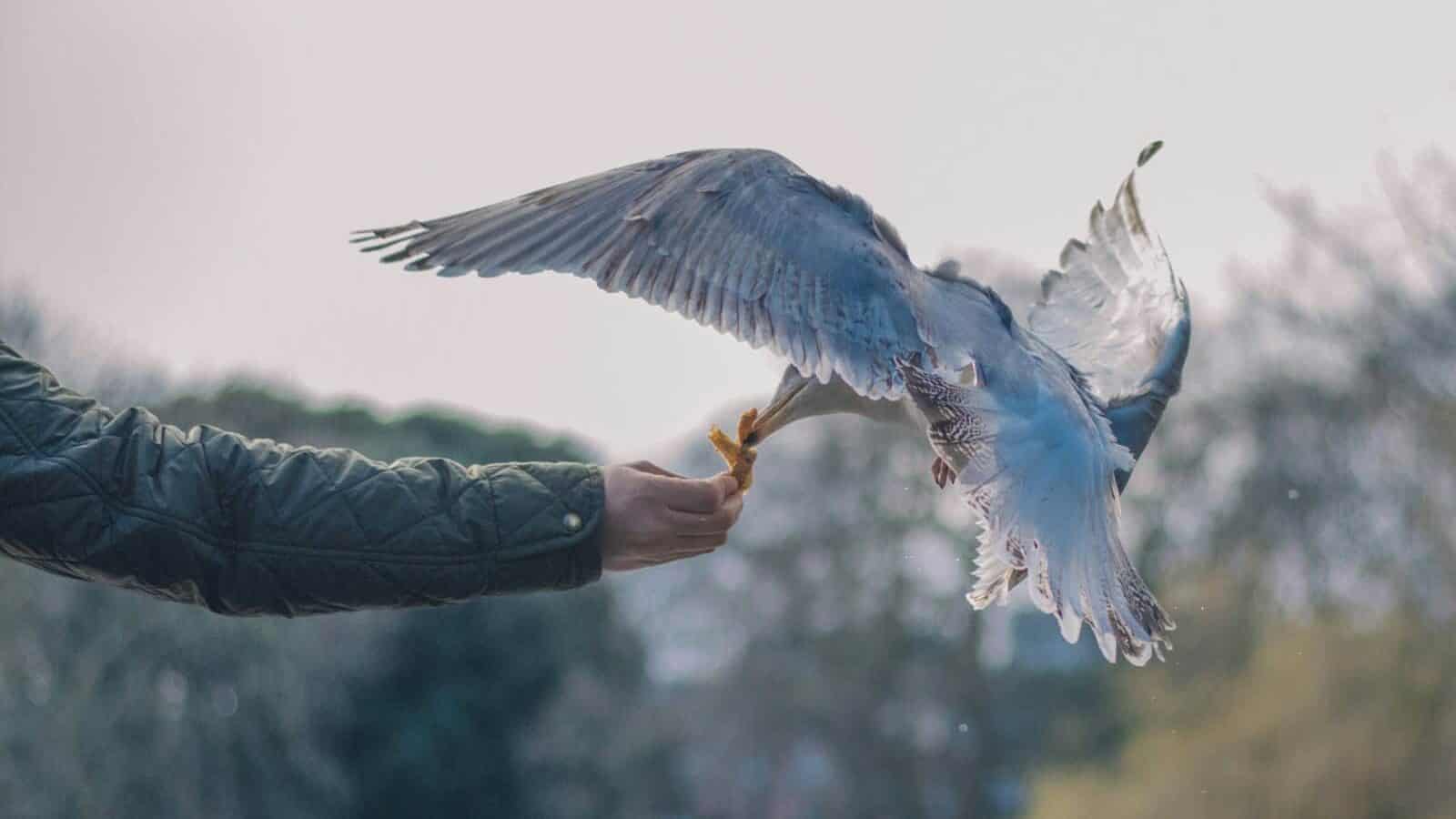 bird perching on person's hand