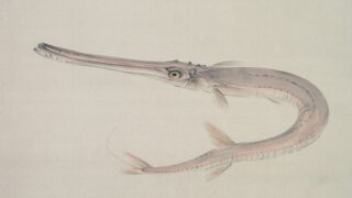A portrait of a needlefish.