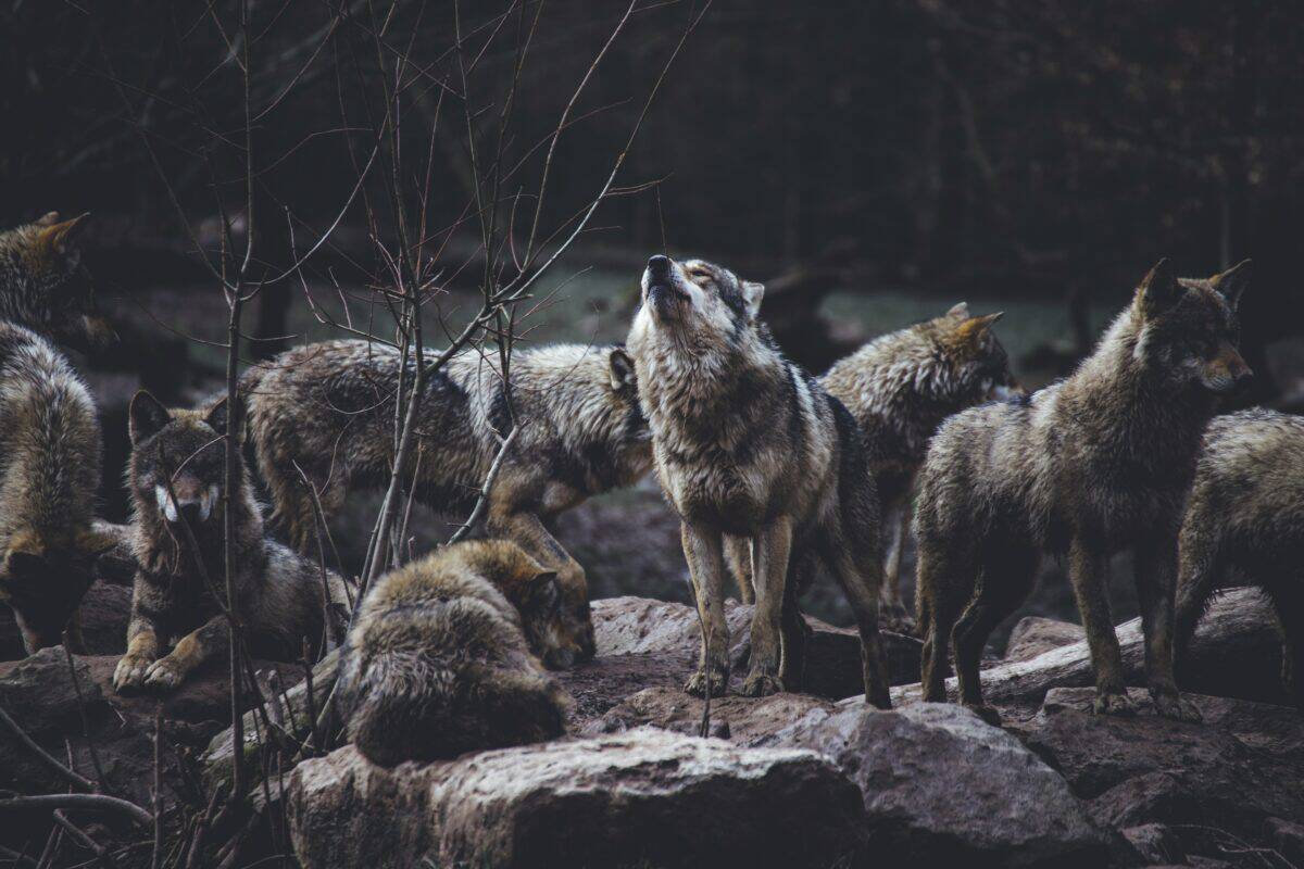 A wolf pack having some bonding time together.