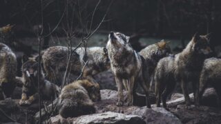 A wolf pack having some bonding time together.