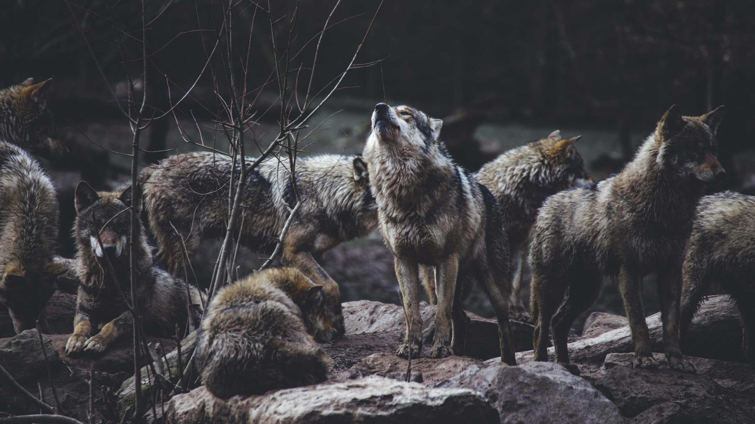 A wolf pack having some bonding time together.