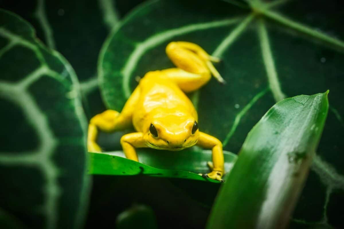 A yellow frog sitting on top of a green leaf
