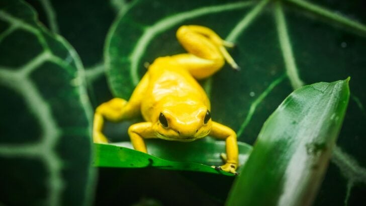 This Amphibian Has the Most Toxic Skin Known to Science