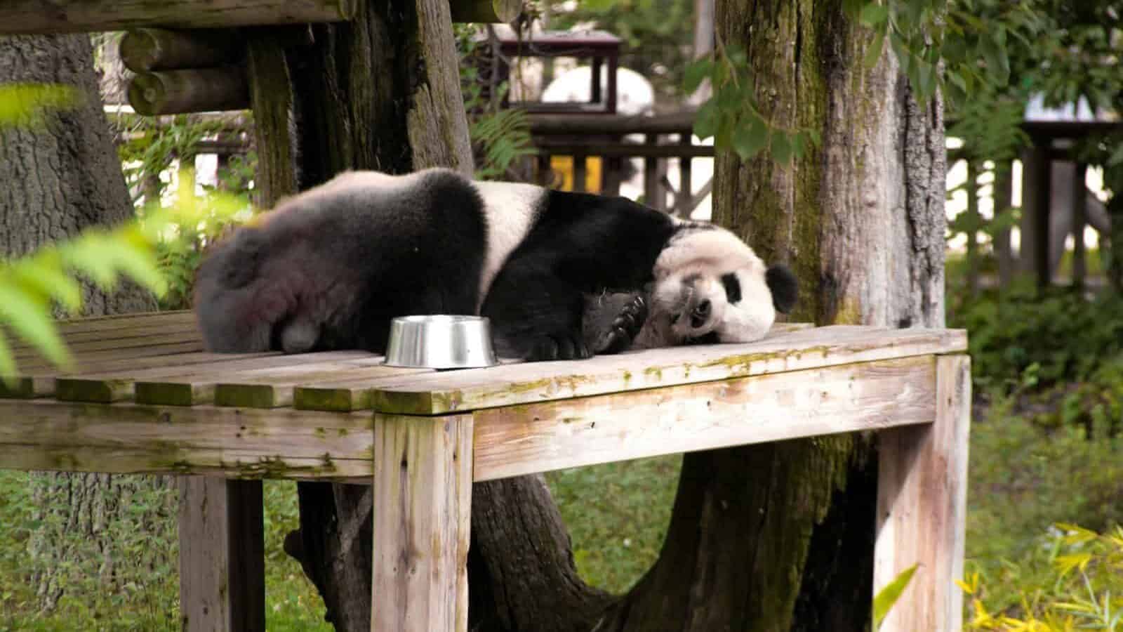 a panda bear sleeping on a wooden bench