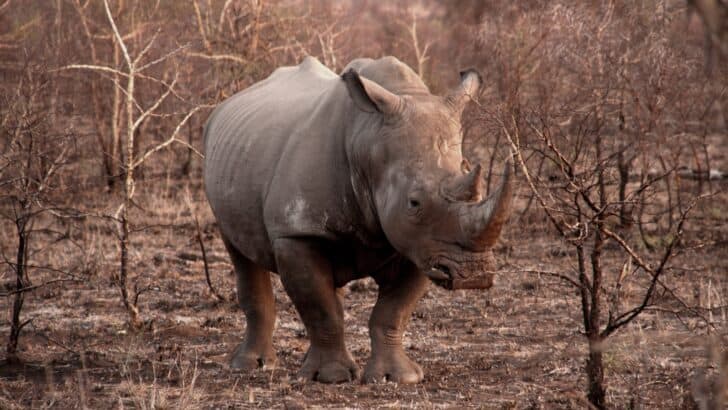 The Lifespan of a Rhino—and What Threatens It Most