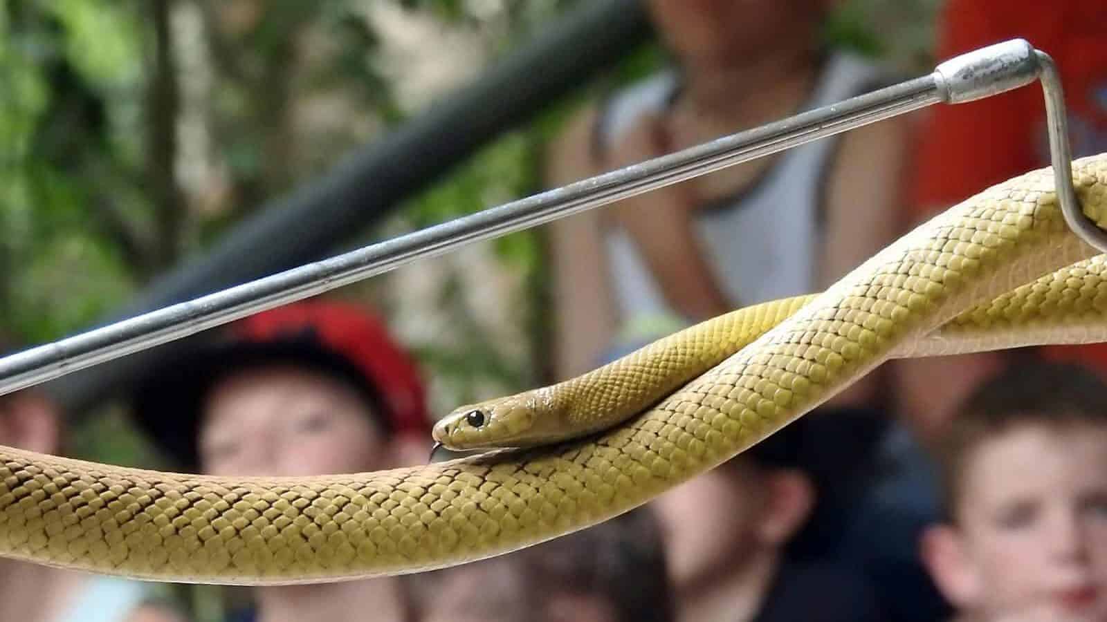 yellow snake