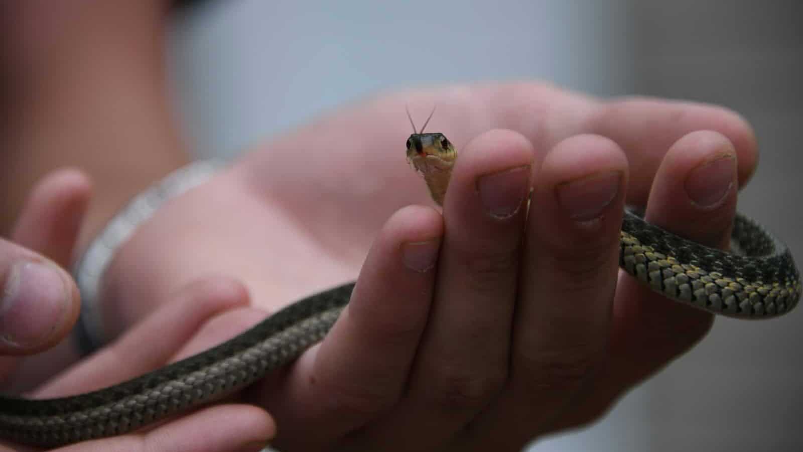 grey snake on human hand