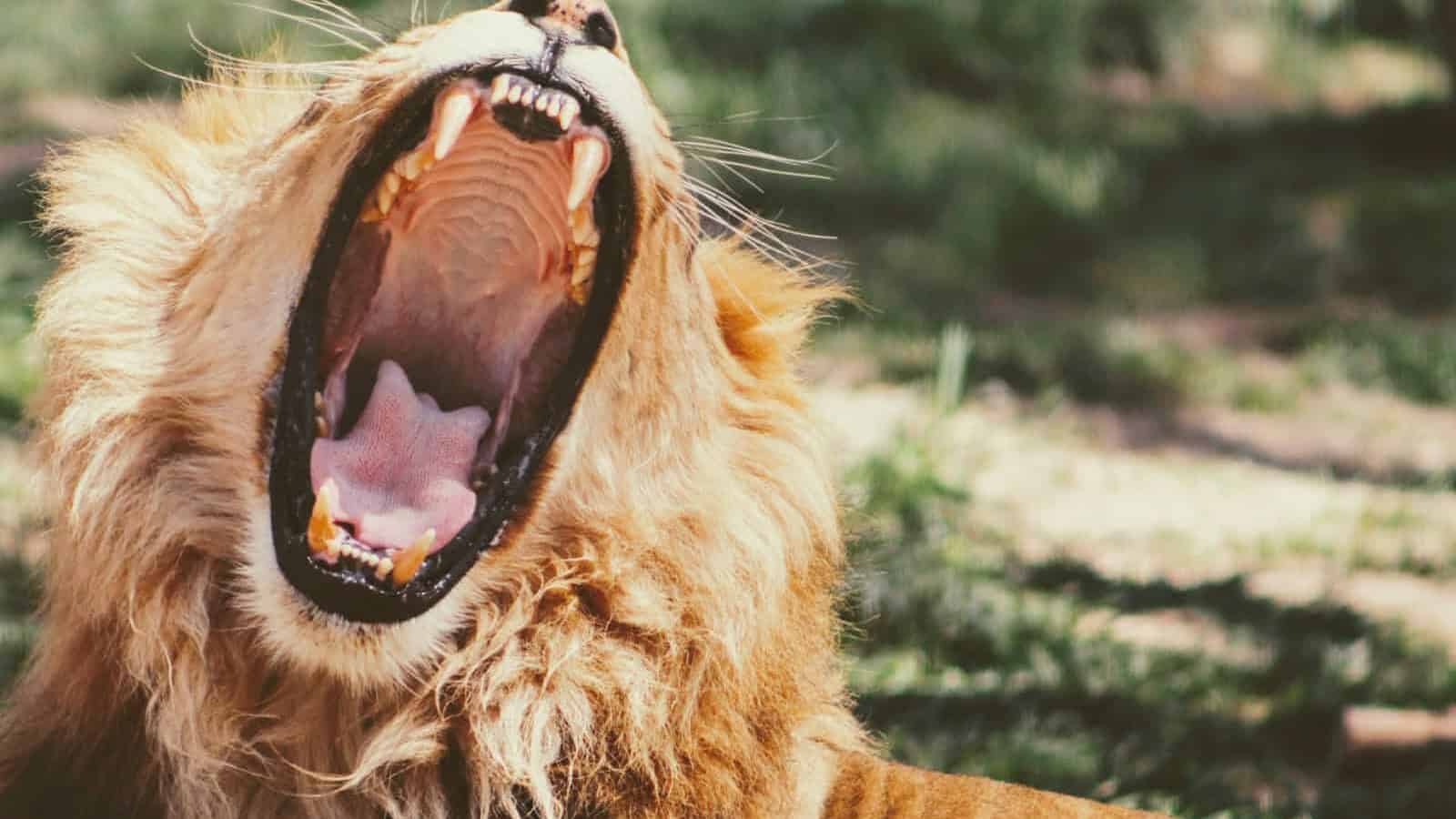yawning lion on green grass during daytime