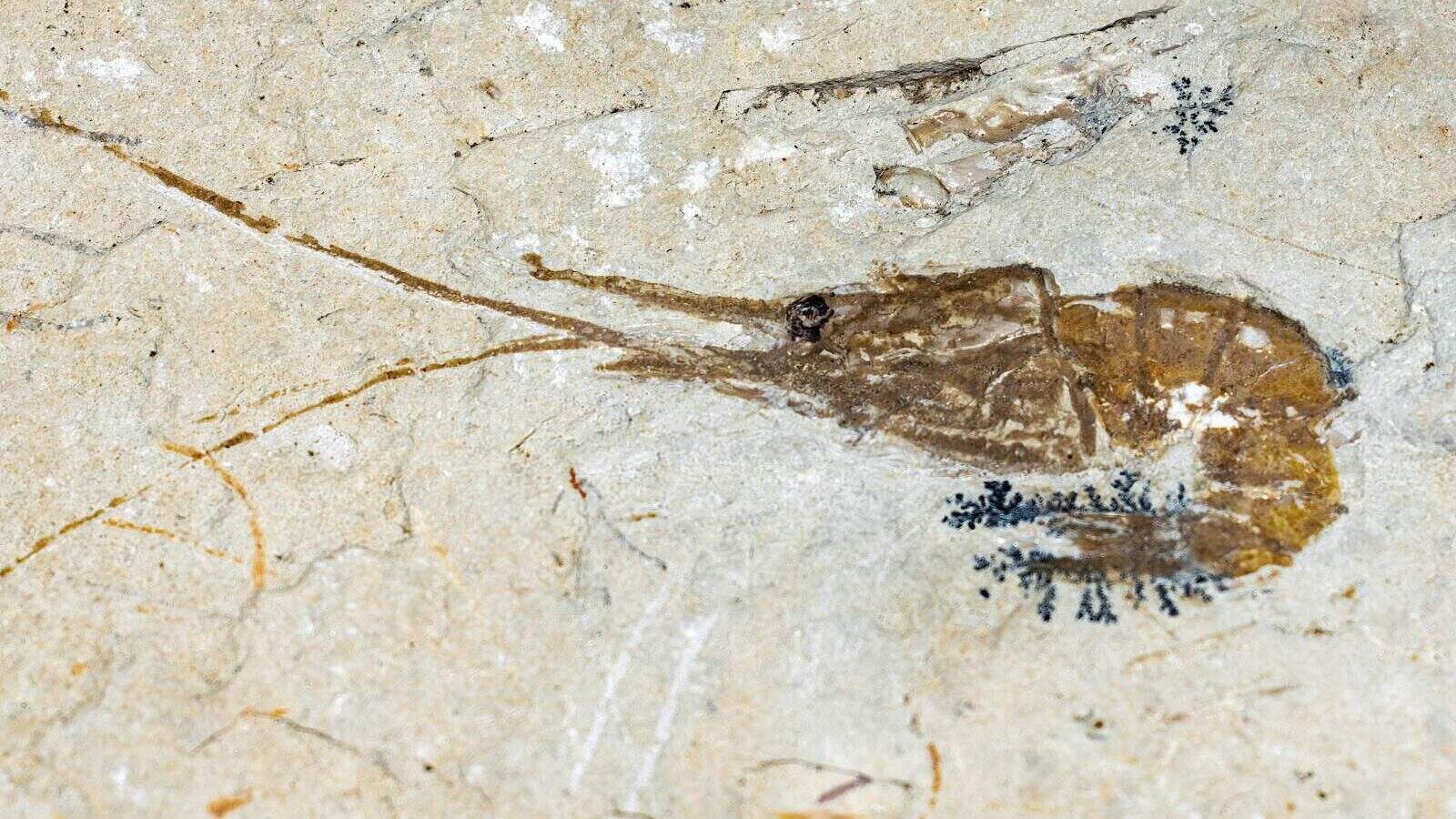 a dead fish on a rock surface