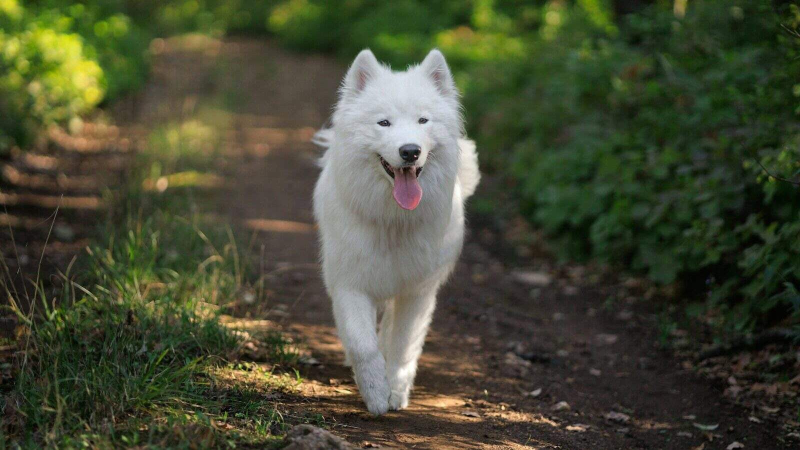A white dog walking down a dirt road
