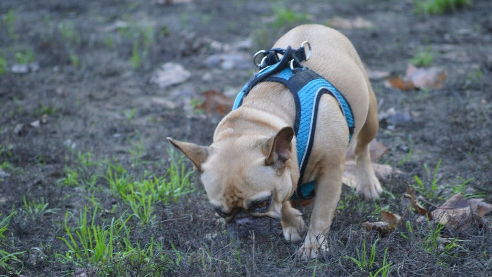 A small brown dog wearing a blue harness