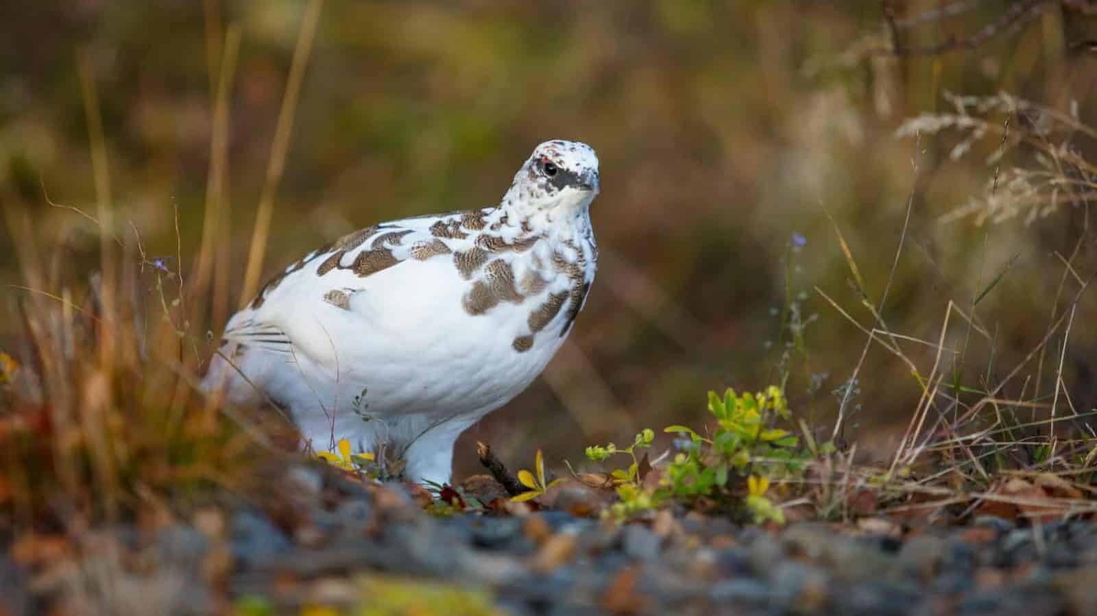A white and brown bird is standing in the grass