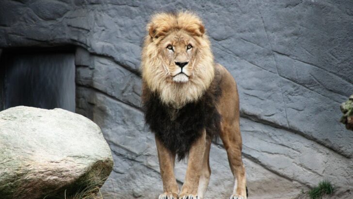 Where to Watch Lions in the Wild Like a True Explorer