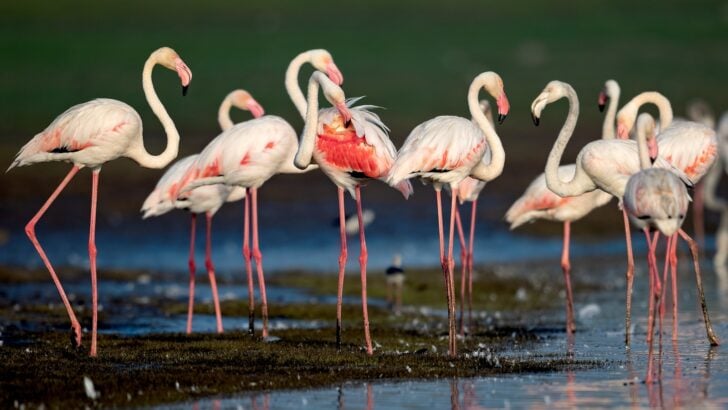 The Most Stunning Places to Observe Flamingos in the Wild