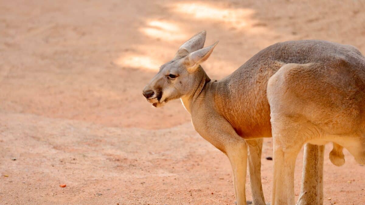 a deer standing on dirt