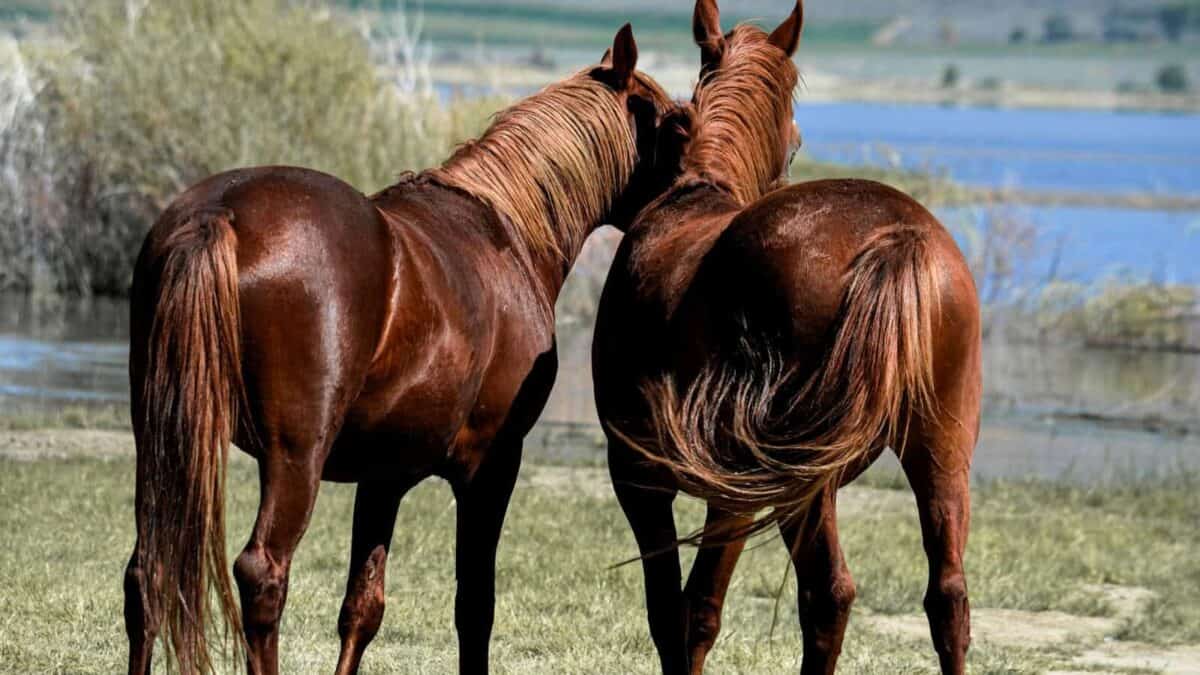 a couple of brown horses standing next to each other