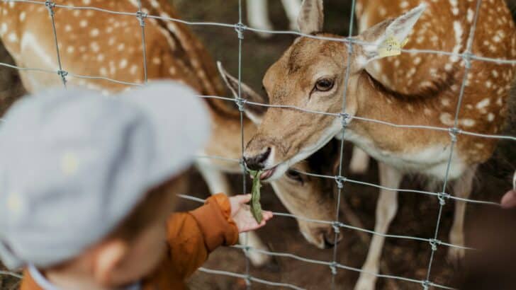 Why You Should Never Feed Wildlife, Even If It Seems Harmless