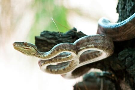 The Serpent in the Garden: Snakes in Religious Lore