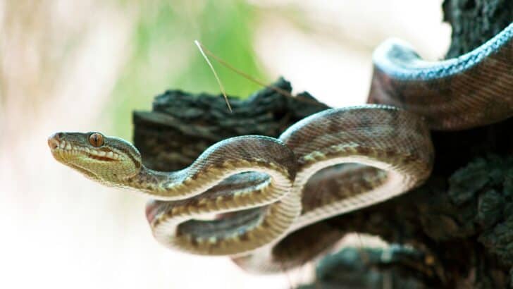 The Serpent in the Garden: Snakes in Religious Lore