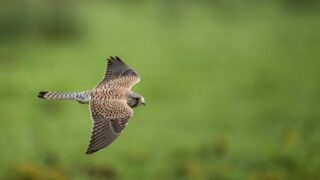 A flying hawk in a lush landscape.