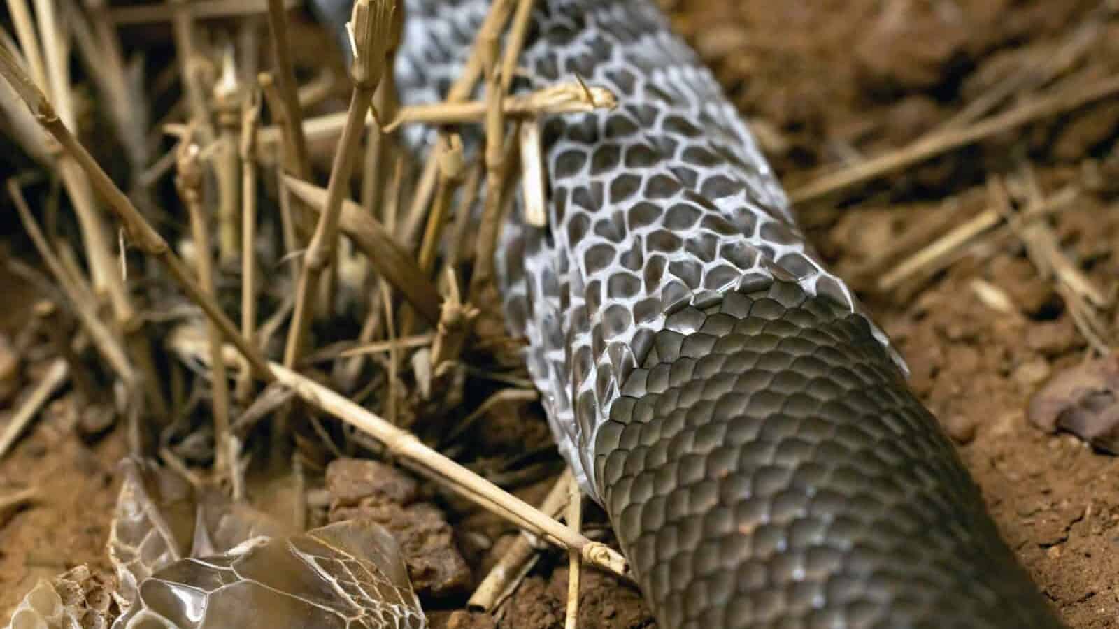a close up of a snake on the ground