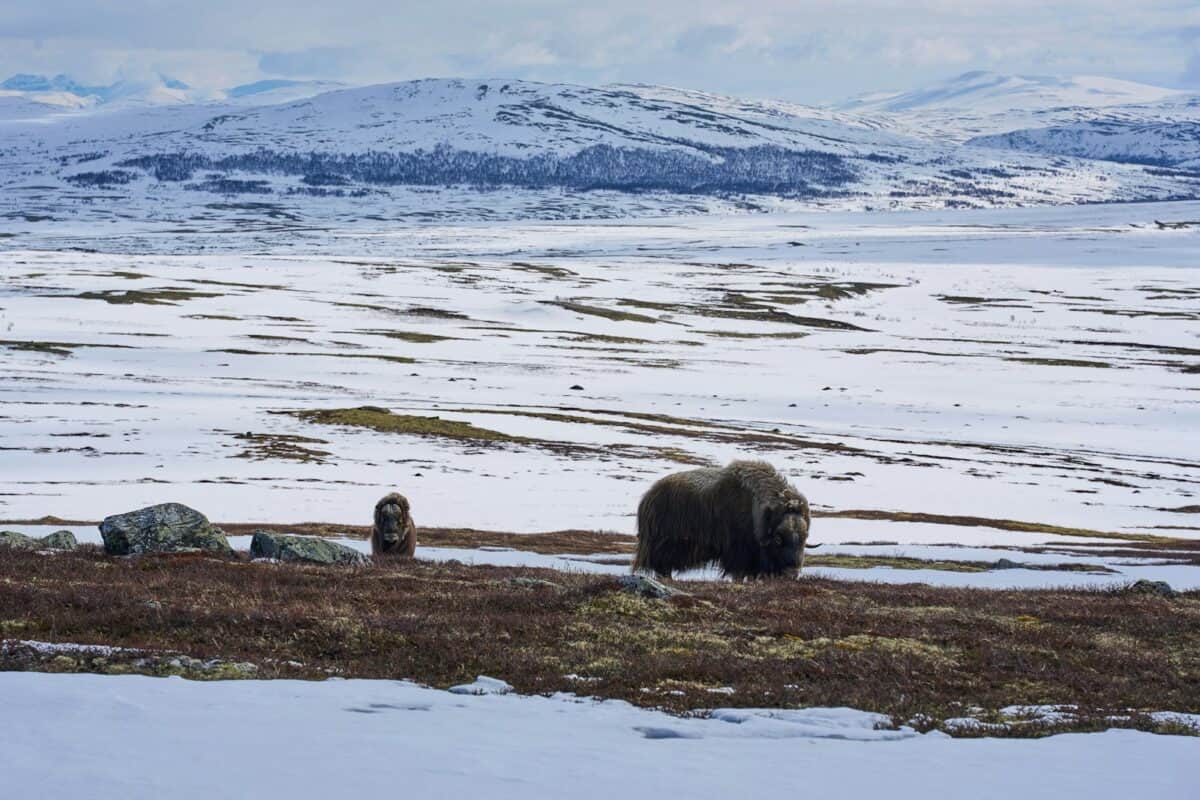 A couple of animals that are standing in the snow