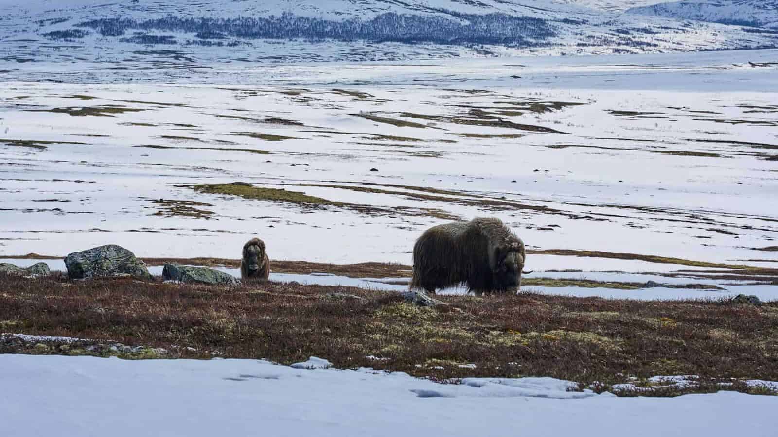 A couple of animals that are standing in the snow