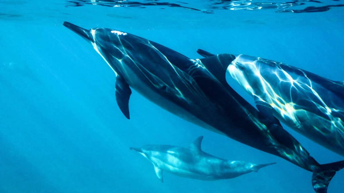 black and white dolphin in water
