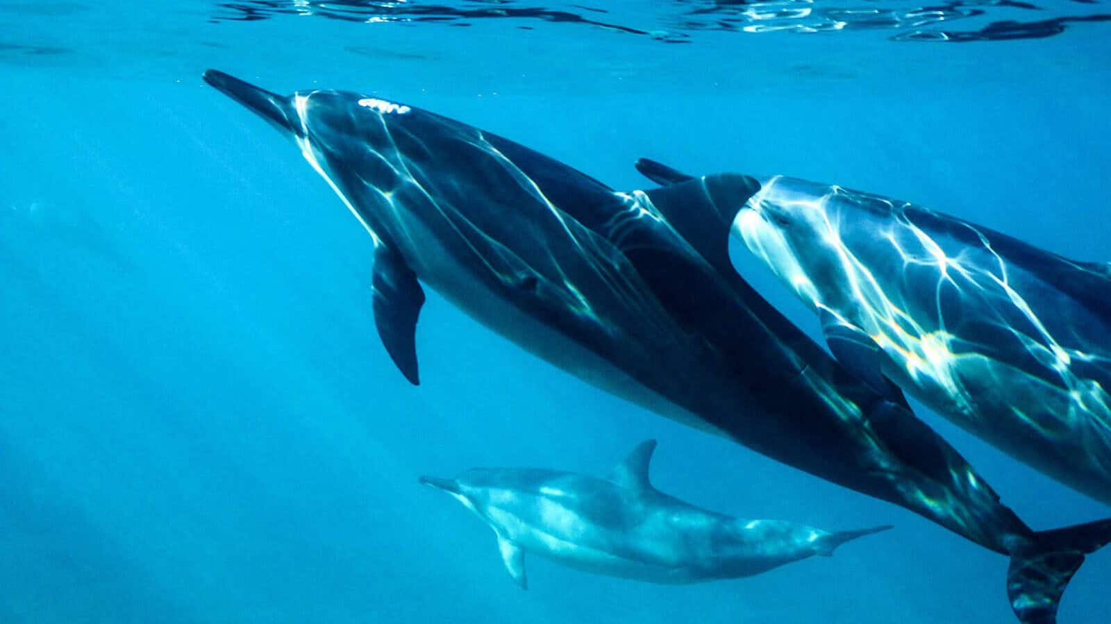 black and white dolphin in water