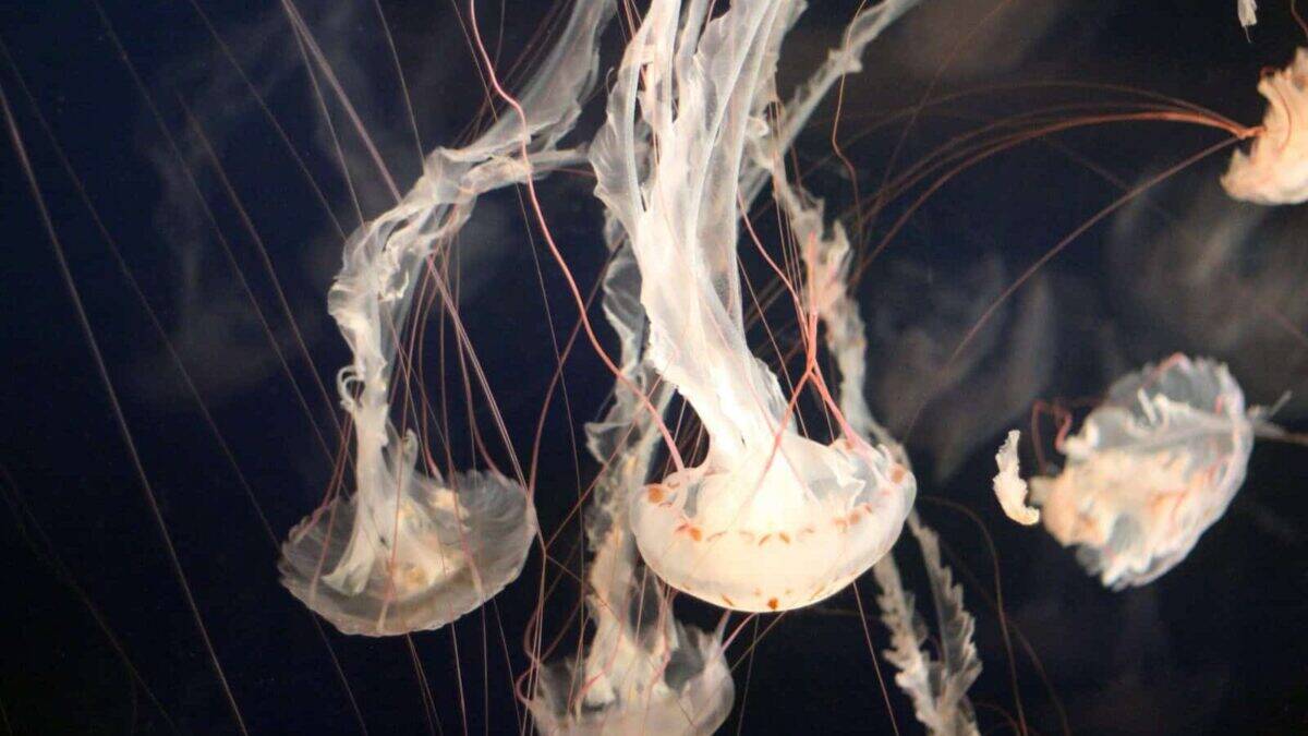 closeup photo of jellyfish