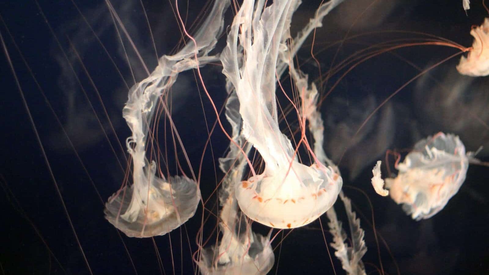 closeup photo of jellyfish