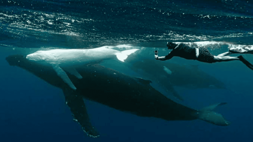 Mahina white humpback whale with its mother.