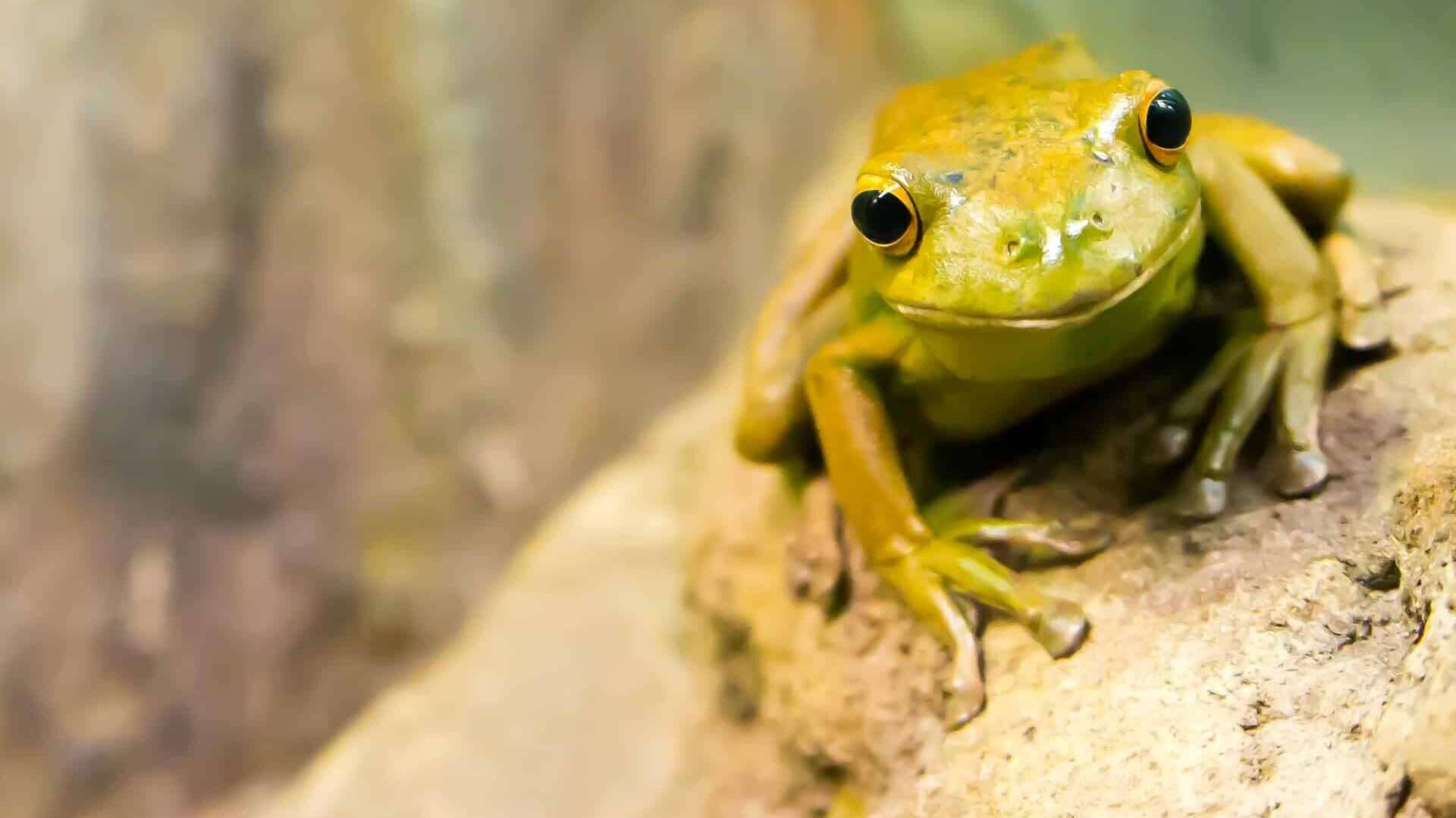 golden dart frog
