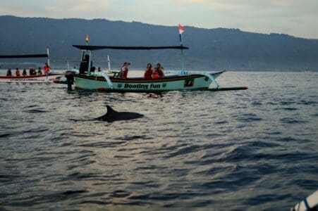 The Impact of Boat Noise on Dolphin Communication