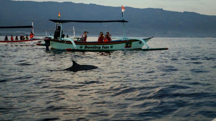 The Impact of Boat Noise on Dolphin Communication