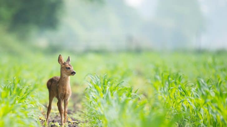 Why You Shouldn’t Rescue Every “Abandoned” Baby Animal