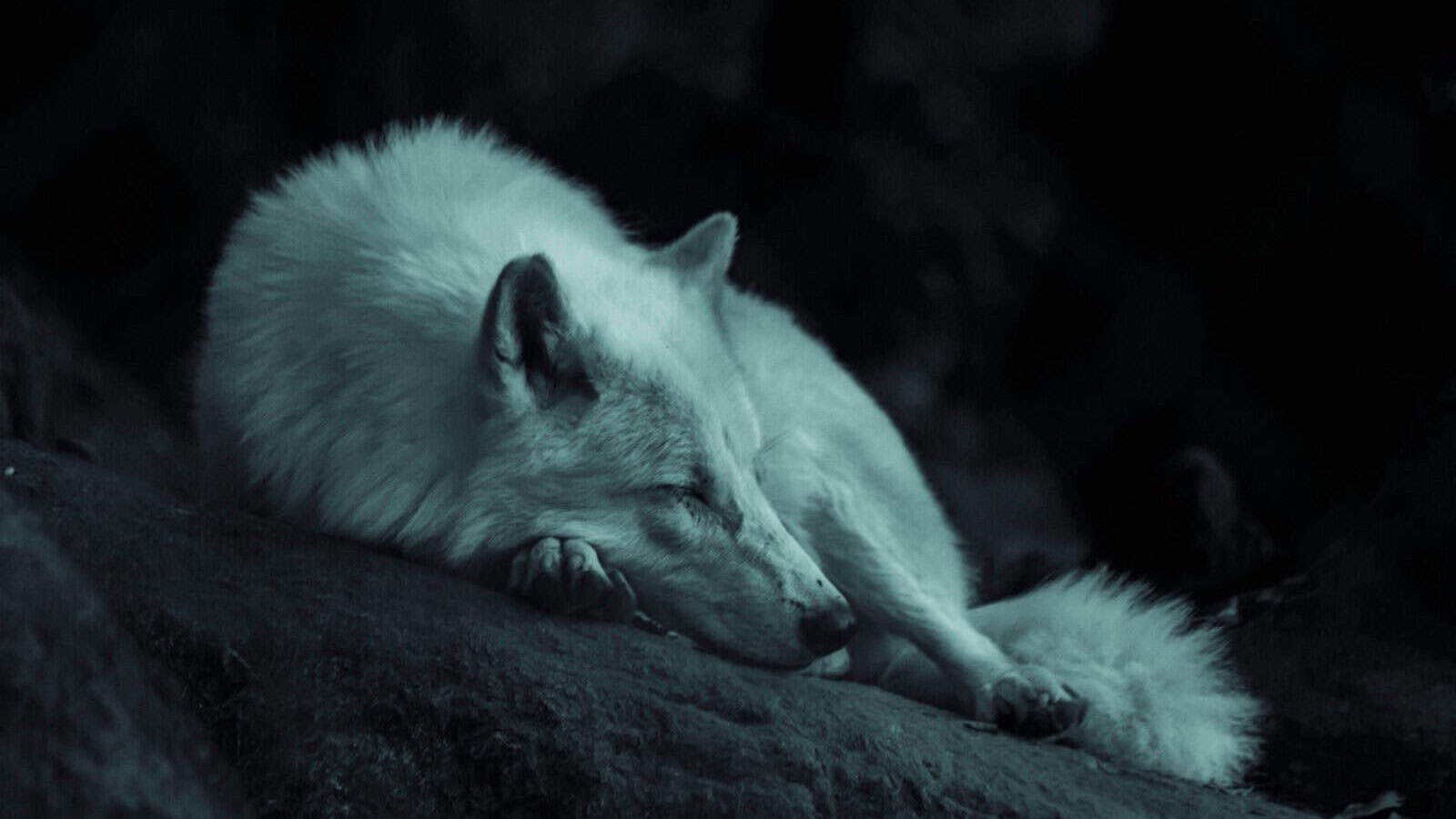 white fox laying on the ground