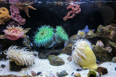 Why Sea Anemones Are Both Deadly and Beautiful
