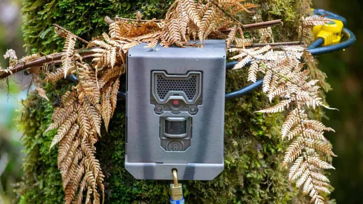 A power box attached to a tree in a forest