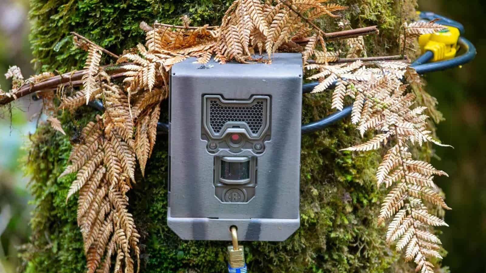 A power box attached to a tree in a forest