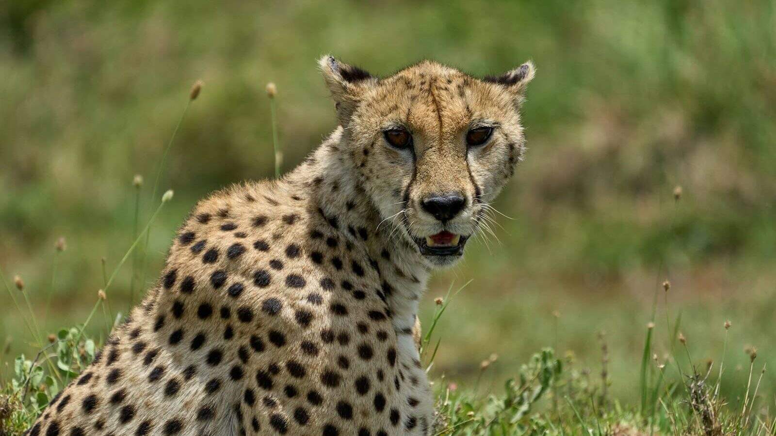 cheetah on green grass during daytime